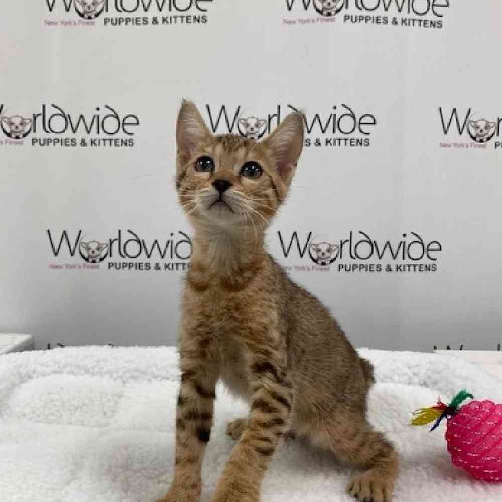 Male BENGAL BOB Kitten for sale