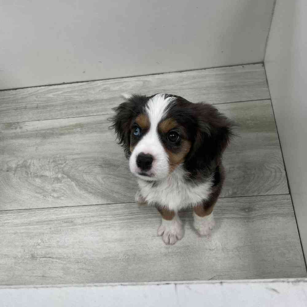 Male Mini Bernalier Puppy for Sale in Bellmore, NY