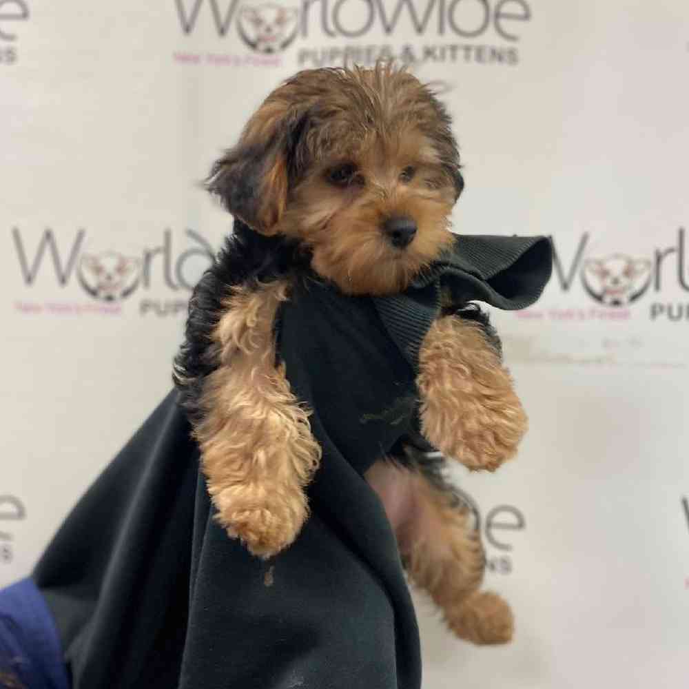 Female Yorkie-Poo Puppy for Sale in Bellmore, NY