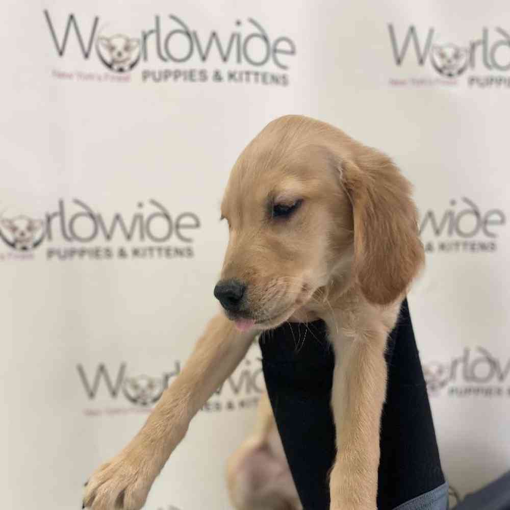Female Golden Retriever Puppy for Sale in Bellmore, NY