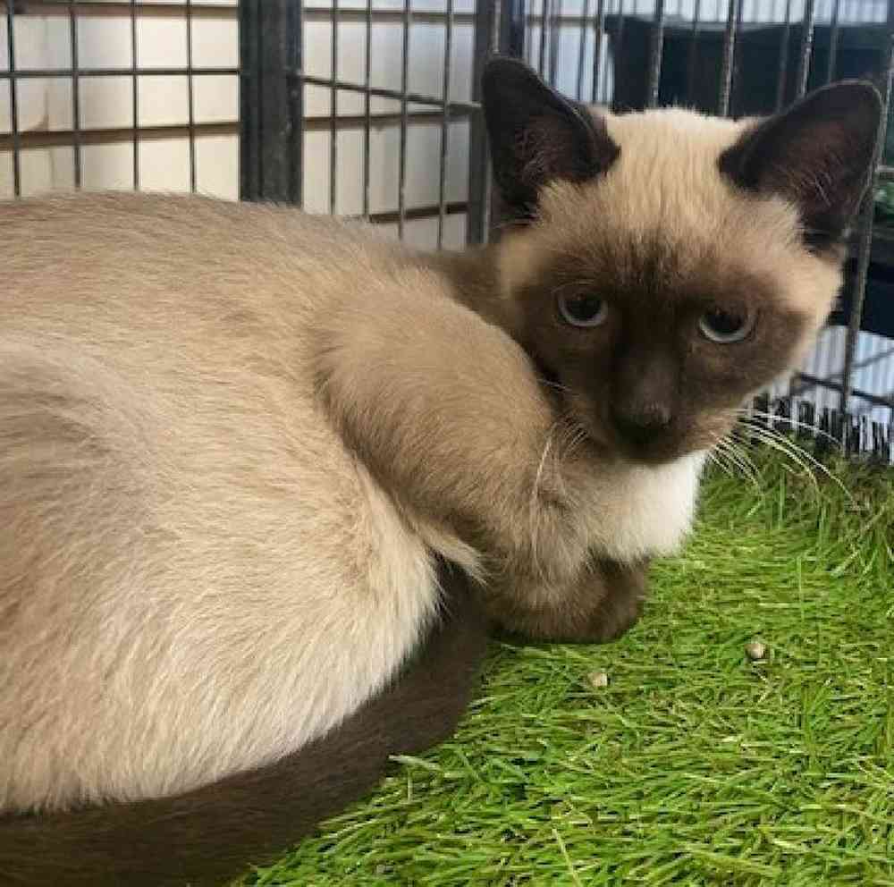 Female Siamese Kitten for Sale in Bellmore, NY