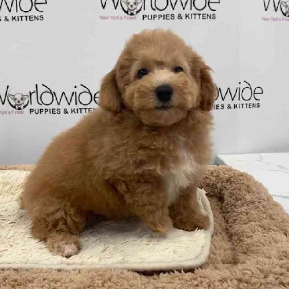 Female Bichapoo-Poodle Puppy for sale