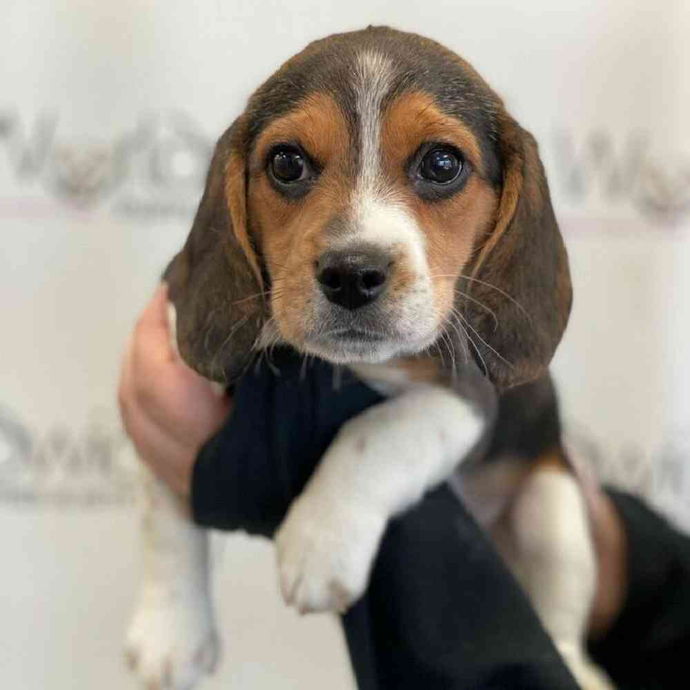 Female Beagle Puppy for Sale in Bellmore, NY