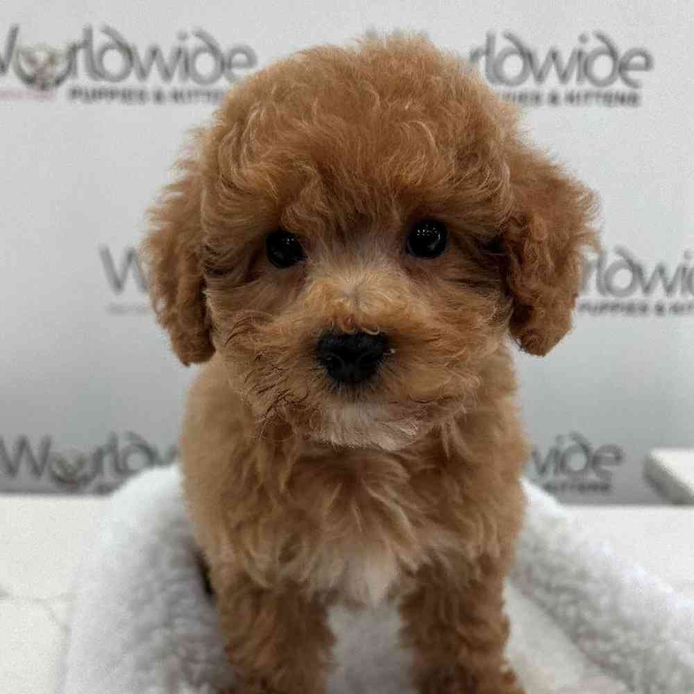 Male Poodle Puppy for sale