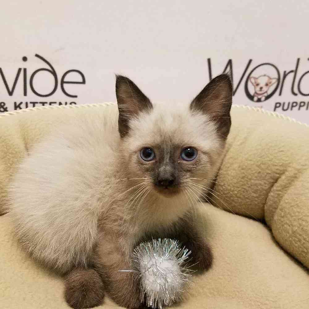 Male Siamese Kitten for sale