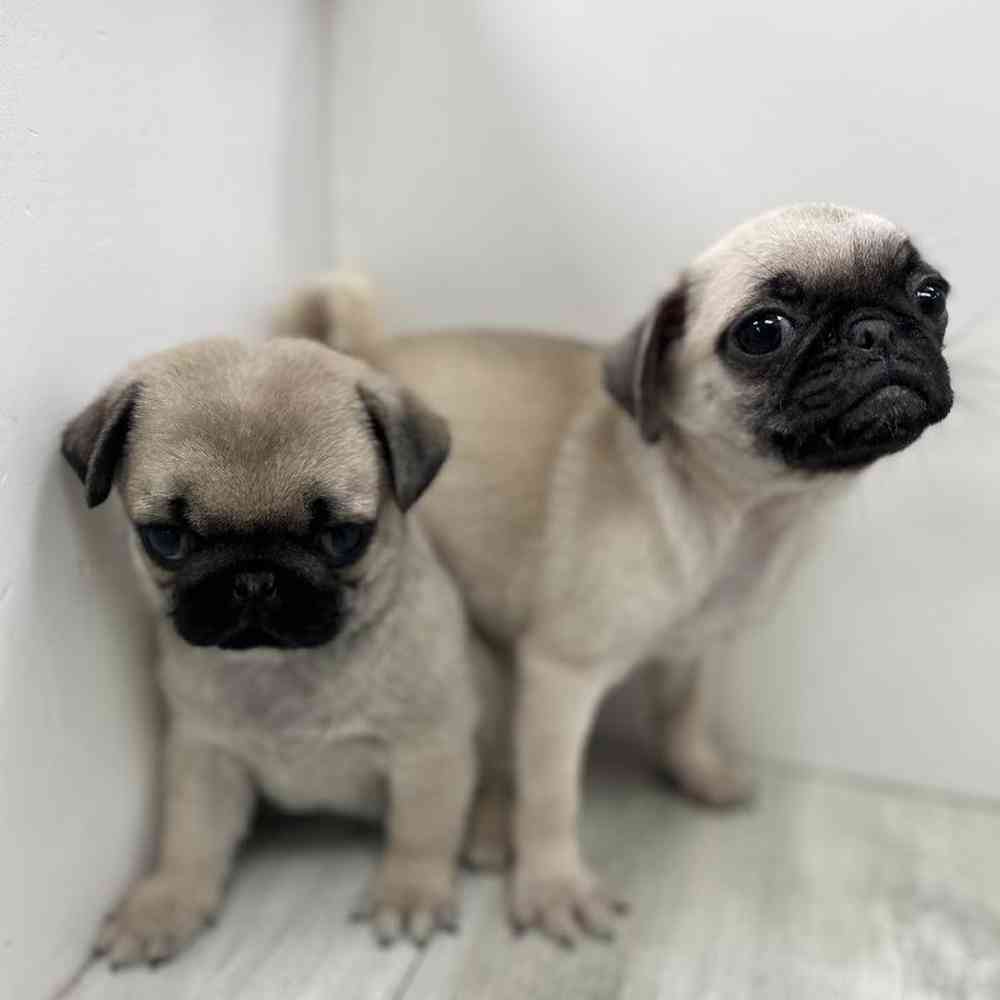 Female Pug Puppy for Sale in Bellmore, NY