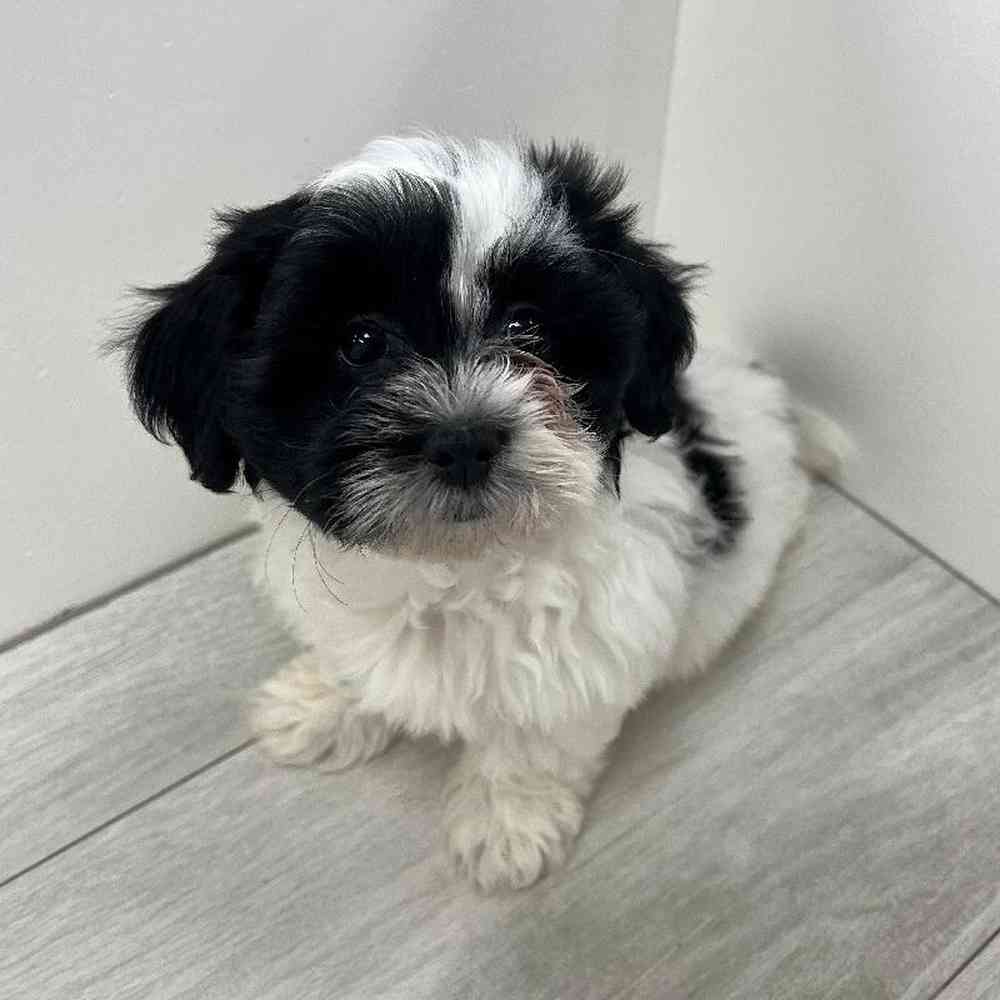 Female Teddy Bear Puppy for Sale in Bellmore, NY