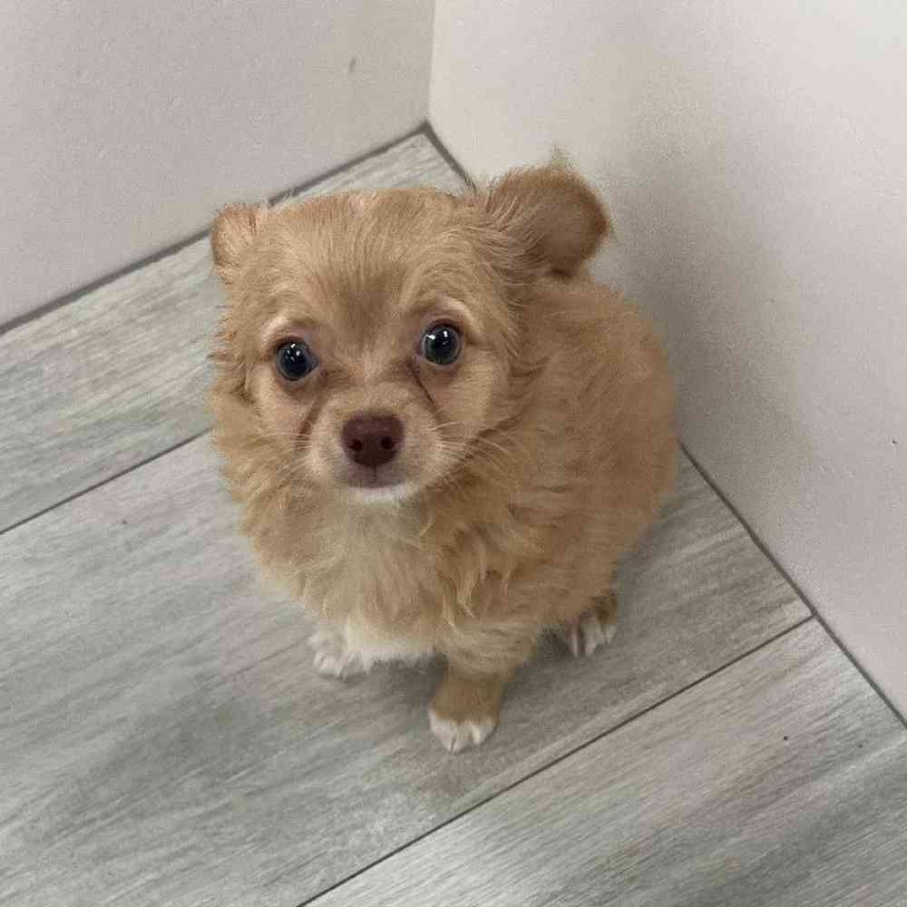 Male Chihuahua Puppy for Sale in Bellmore, NY