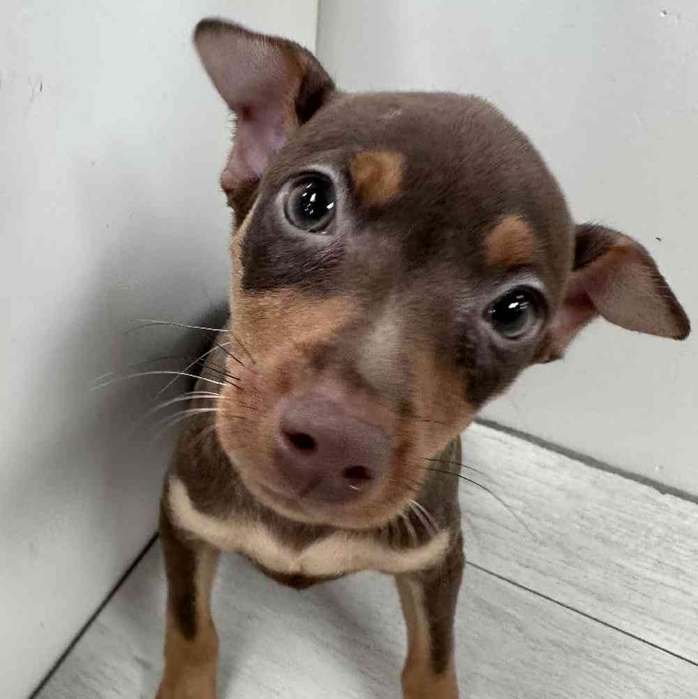 Female Min Pin Puppy for Sale in Bellmore, NY