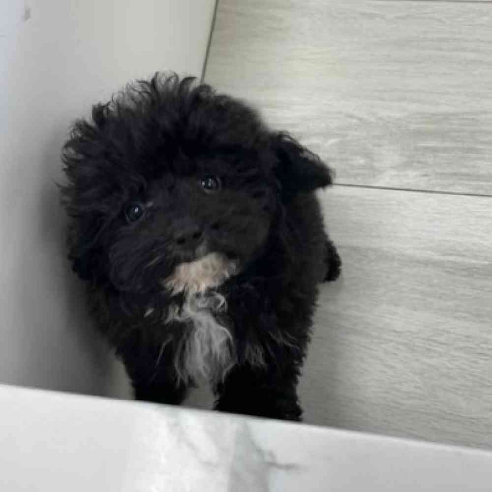 Male 2nd Gen Mini Bernedoodle Puppy for sale