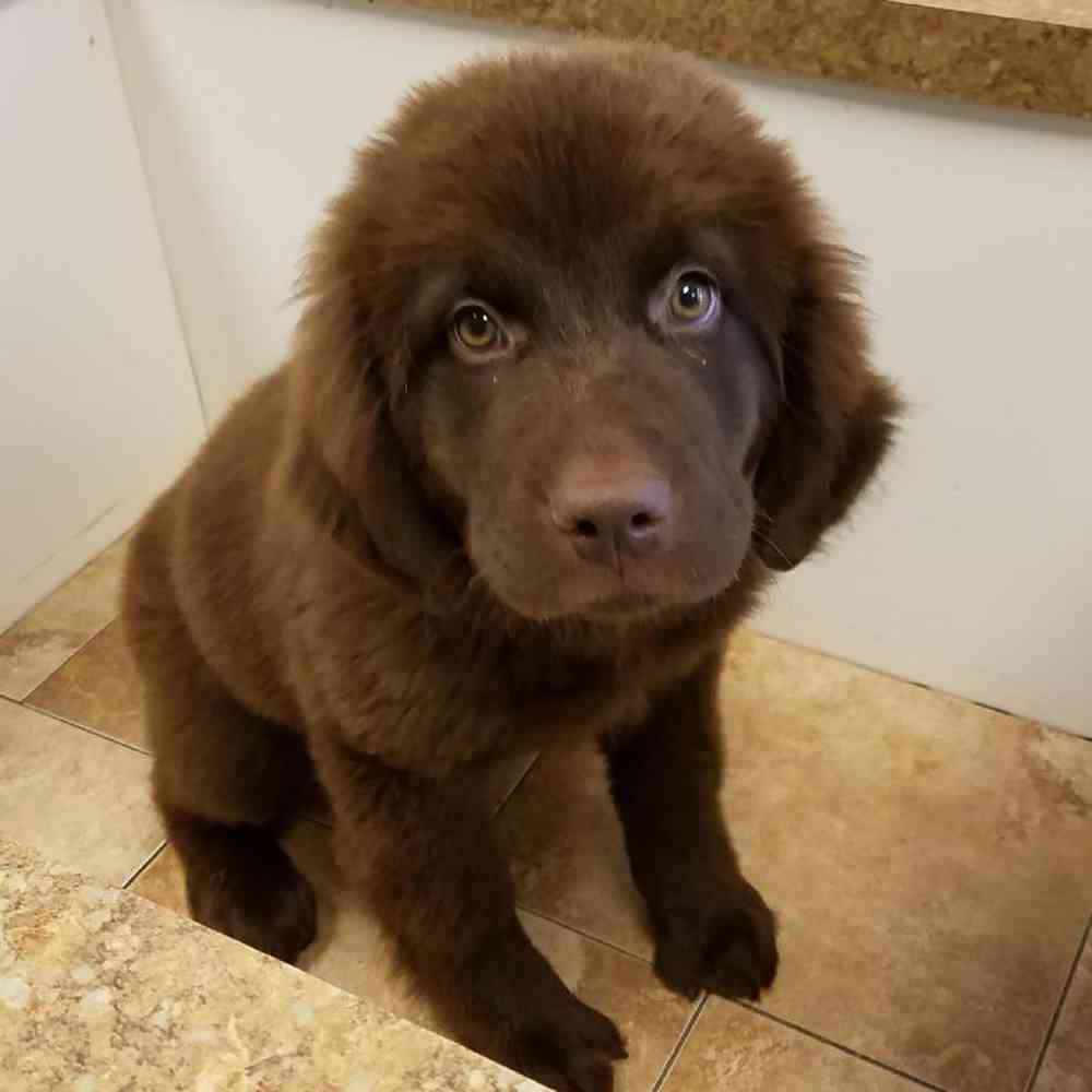 Male Newfoundland Puppy for Sale in Bellmore, NY