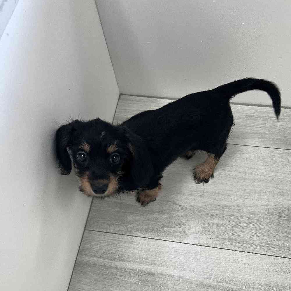 Female Dachshund Puppy for Sale in Bellmore, NY