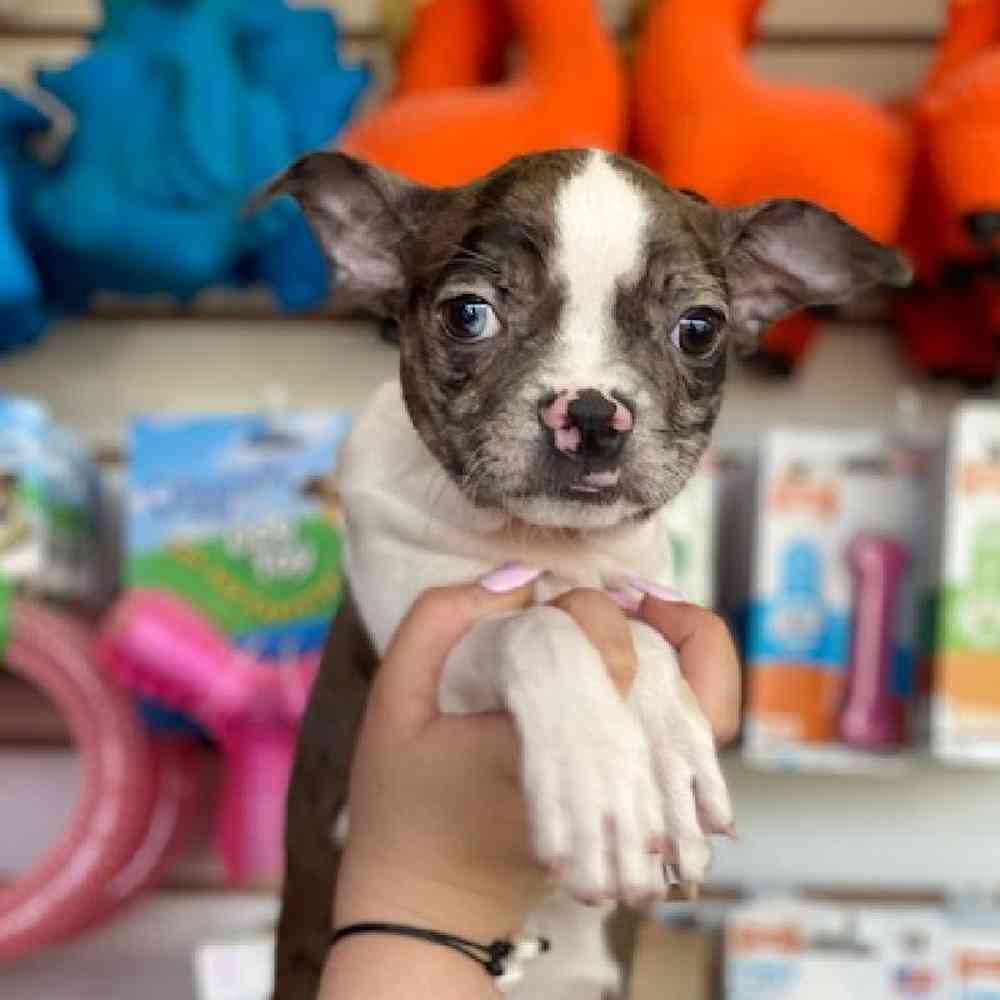 Female Boston Terrier Puppy for Sale in Bellmore, NY