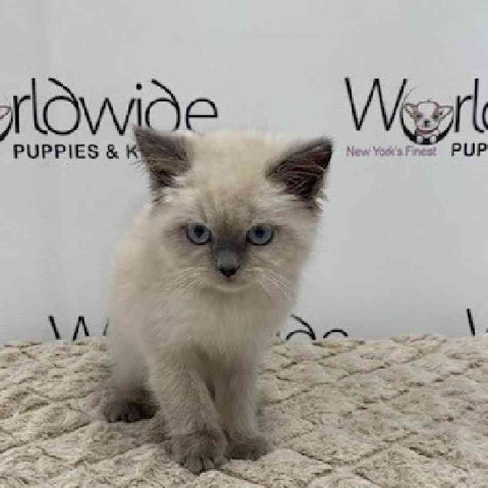 Male Exotic Kitten for Sale in Bellmore, NY