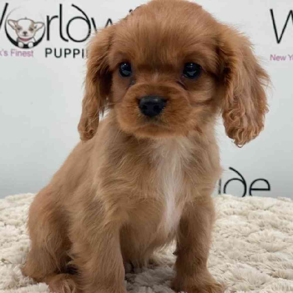 Male Cavalier King Charles Spaniel Puppy for Sale in Bellmore, NY