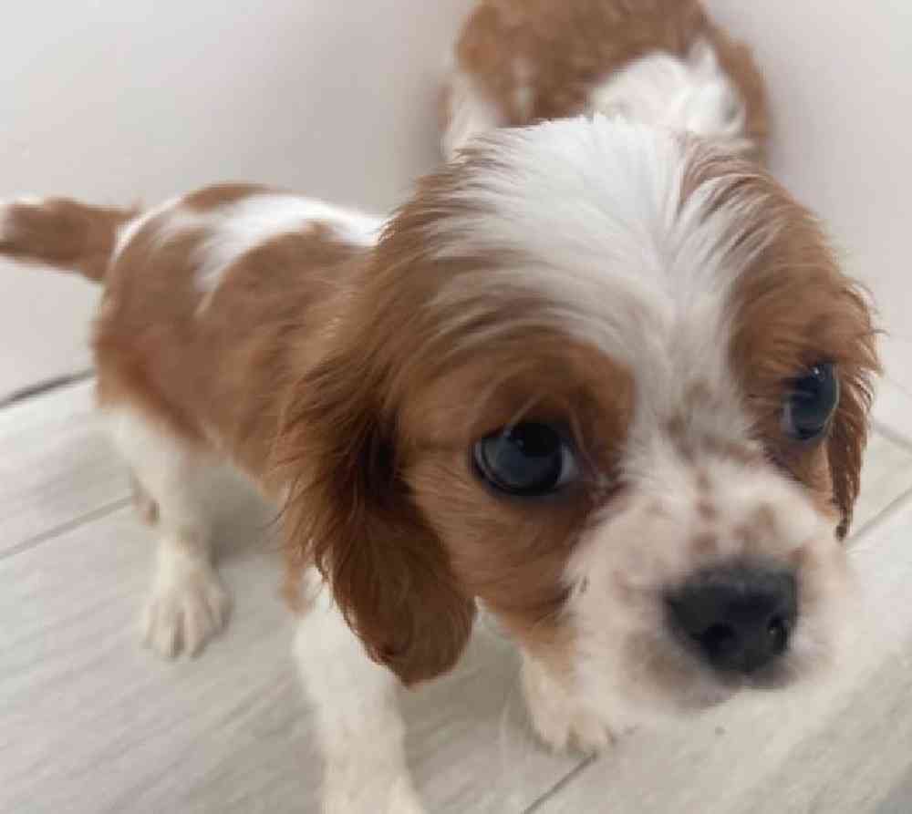 Male Cavalier King Charles Spaniel Puppy for Sale in Bellmore, NY