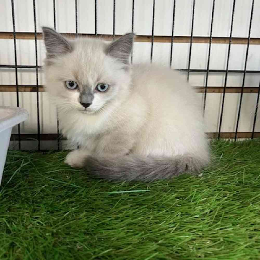 Male Ragdoll Kitten for Sale in Bellmore, NY