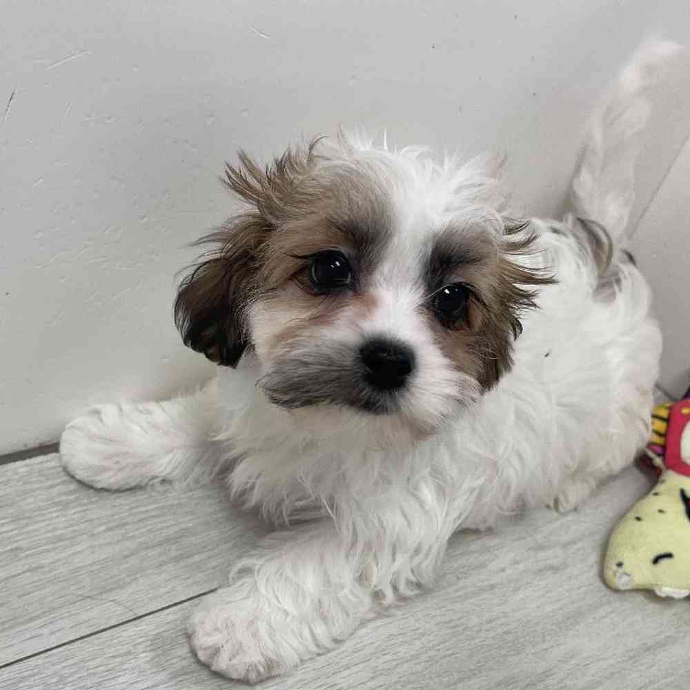 Female Shihpoo Puppy for Sale in Bellmore, NY