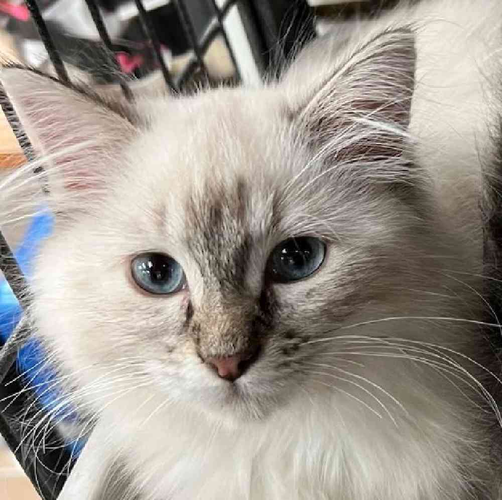 Female Ragamuffin Kitten for Sale in Bellmore, NY