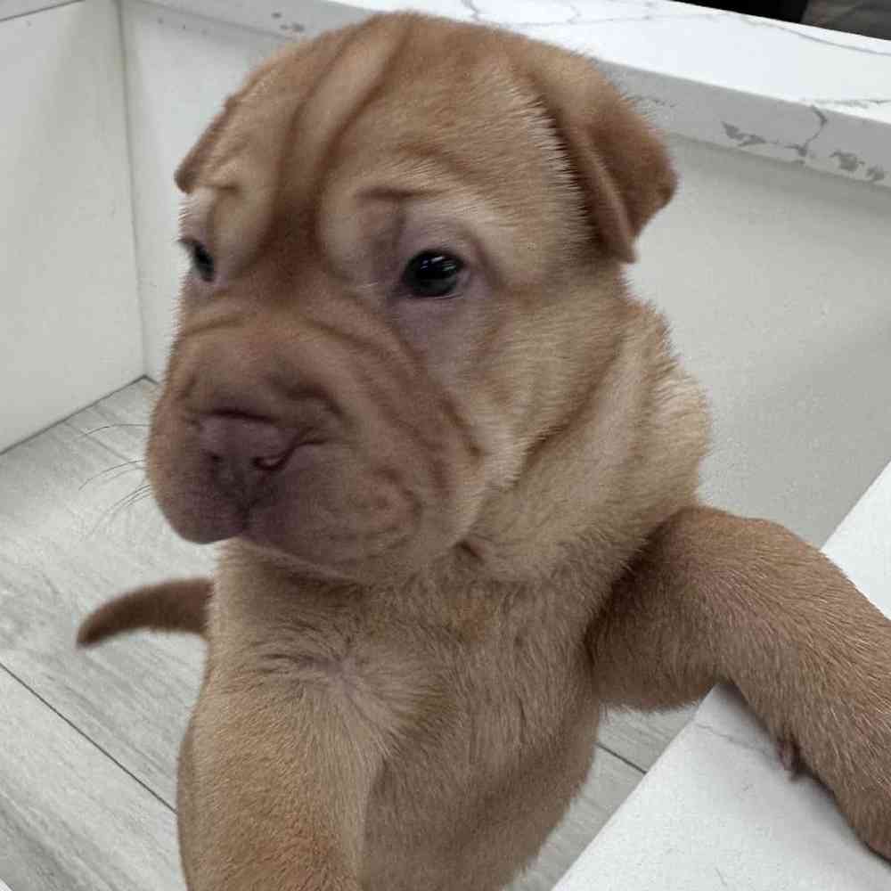 Female Shar-pei/Puggle Puppy for Sale in Bellmore, NY