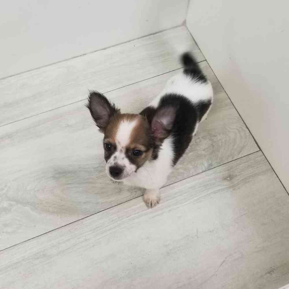 Male Chihuahua Puppy for sale