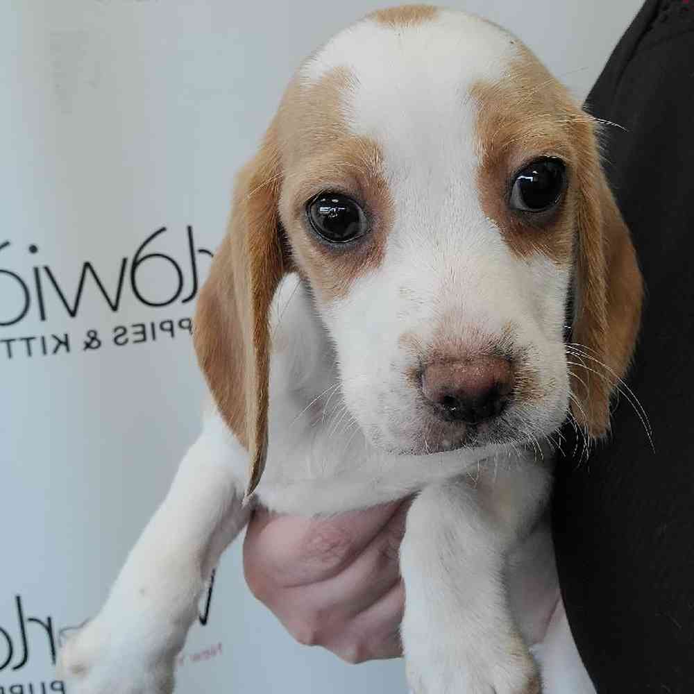 Male Beagle Puppy for Sale in Bellmore, NY