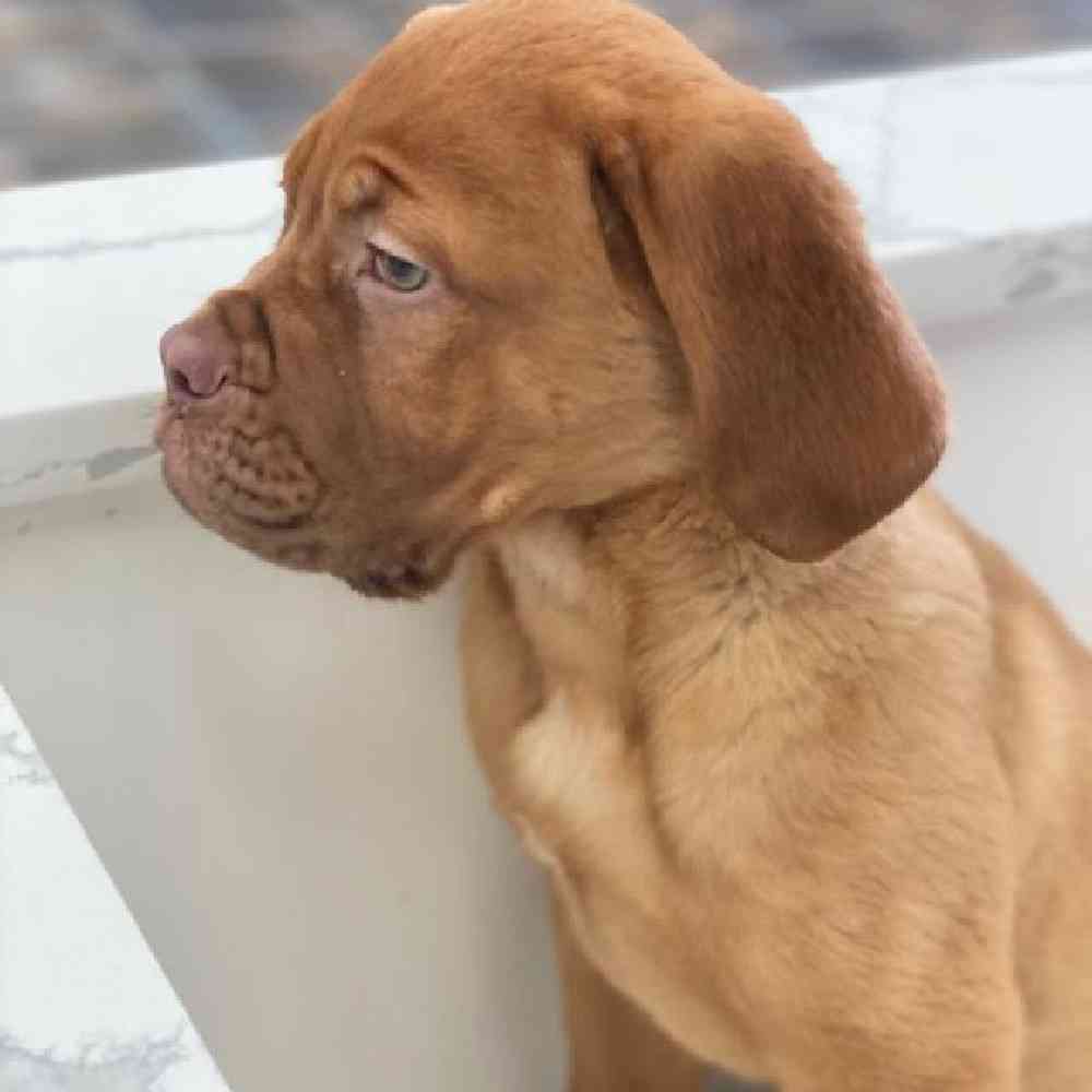 Male Dogue De Bordeaux Puppy for Sale in Bellmore, NY